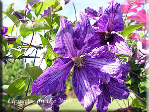 Clematis photograph