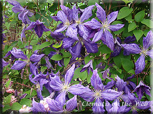 Clematis photograph