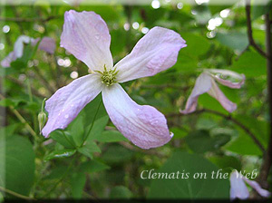 Clematis photograph