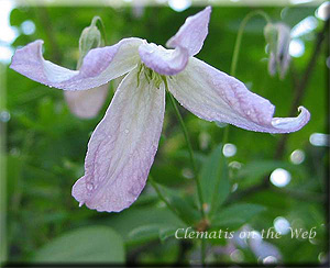 Clematis photograph