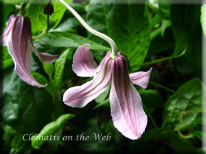 Clematis photograph