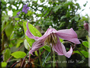 Clematis photograph