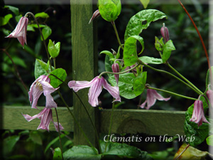 Clematis photograph