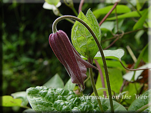 Clematis photograph