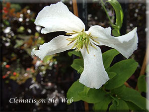 Clematis photograph