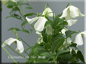 Clematis photograph