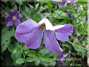 Clematis photograph