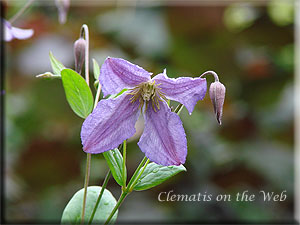 Clematis photograph