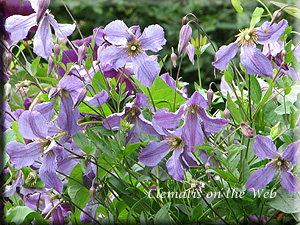 Clematis photograph