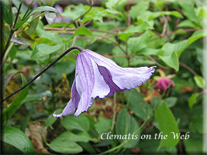 Clematis photograph