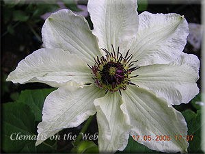 Clematis photograph