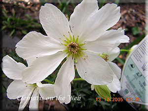 Clematis photograph