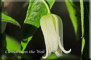 Clematis photograph