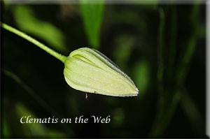 Clematis photograph