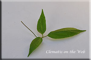 Clematis photograph