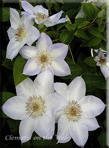 Clematis photograph