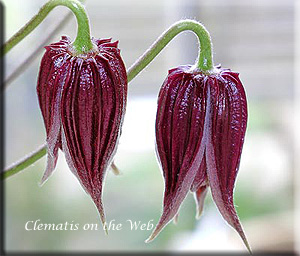 Clematis photograph