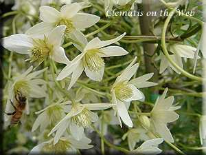 Clematis photograph