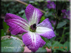 Clematis photograph