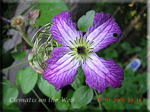 Clematis photograph