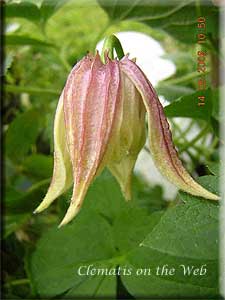 Clematis photograph