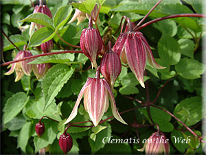 Clematis photograph