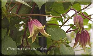 Clematis photograph