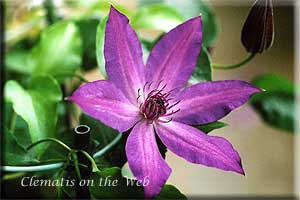 Clematis photograph