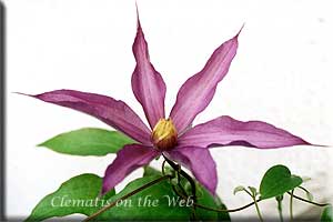 Clematis photograph