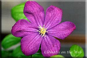 Clematis photograph