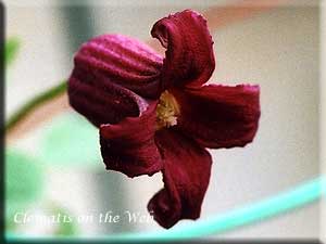 Clematis photograph