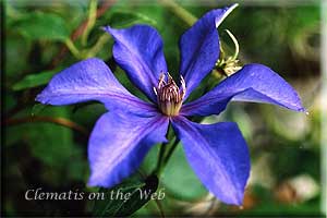 Clematis photograph