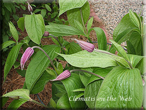 Clematis photograph