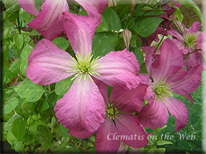 Clematis photograph