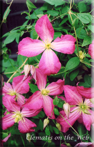 Clematis photograph