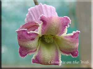 Clematis photograph