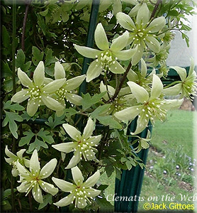 Clematis photograph