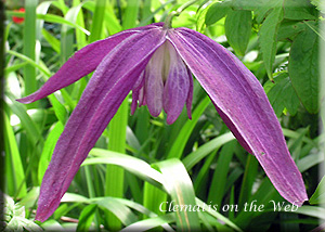 Clematis photograph