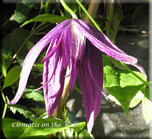 Clematis photograph