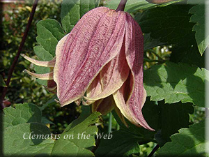 Clematis photograph