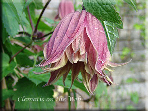 Clematis photograph