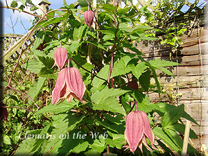 Clematis photograph