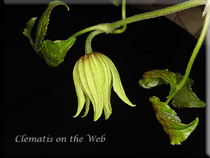 Clematis photograph