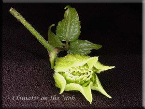 Clematis photograph