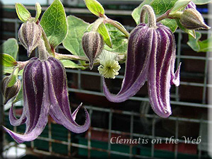 Clematis photograph