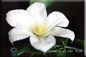 Clematis photograph