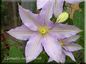 Clematis photograph