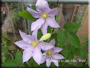 Clematis photograph