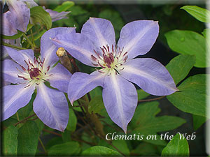 Clematis photograph