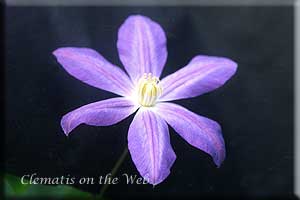 Clematis photograph